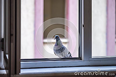 Little brown dove sitting looking inward from window Stock Photo