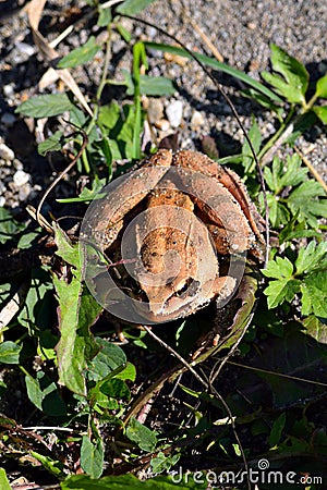 Little Brown Frog Stock Photo