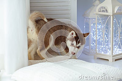 Little brown Husky puppy on the pillow, behind the Christmas lights Stock Photo