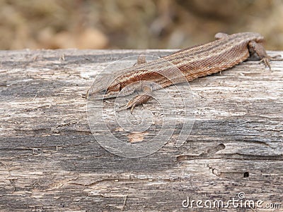 Little brown lizard sitting on old log in nature Stock Photo