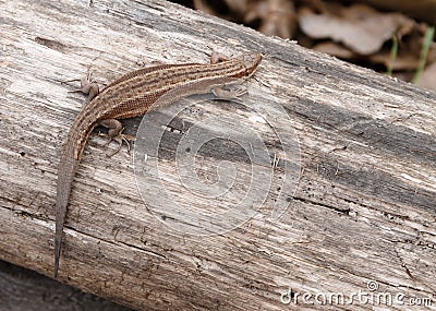 Little brown lizard sitting on old log in nature Stock Photo