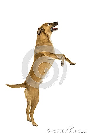 Little brown mixed breed dog jumping for a treat sideways in white background Stock Photo