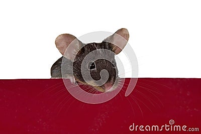 Little brown mouse Stock Photo