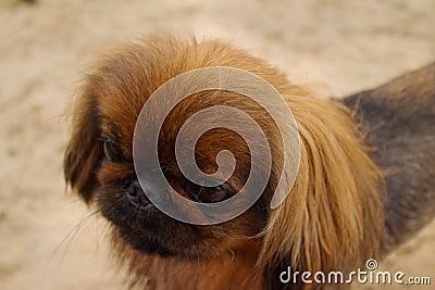 Little brown pikines dog Stock Photo