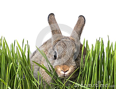 Little brown rabbit in spring grass Stock Photo