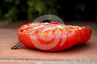 Little bug pushing half a tomato Stock Photo