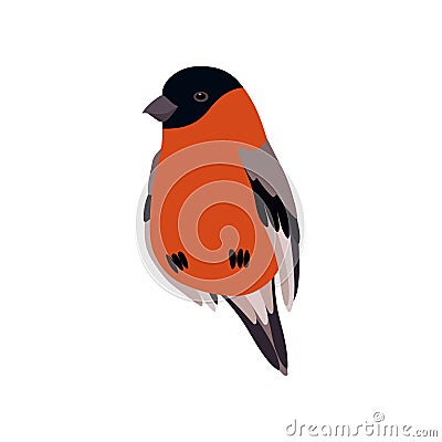 Little Bullfinch Bird, Cute Birdie Home Pet Vector Illustration Vector Illustration