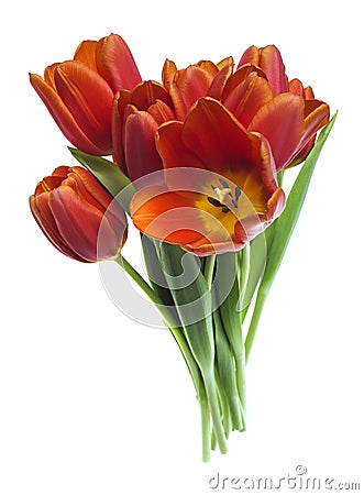 Little bunch of red tulips Stock Photo