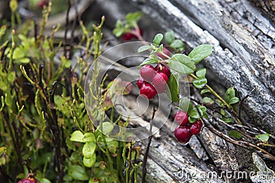 Little bush of cranberries in a forest mountain in autumn. Stock Photo