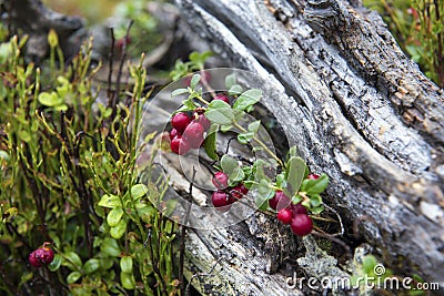 Little bush of cranberries in a forest mountain in autumn. Stock Photo