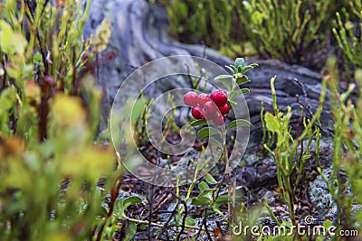 Little bush of cranberries in a forest mountain in autumn. Stock Photo