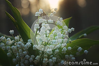 A little butterfly collects nectar from white lily of the valley flowers in a bouquet in the morning Stock Photo