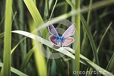 Little butterfly Stock Photo