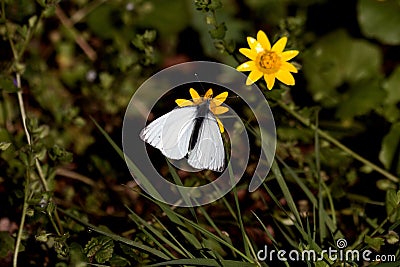 Little cabbage white on a flower Stock Photo