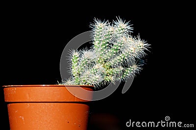 Little cactus Stock Photo