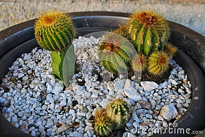 Little cactus in a flowerpot Stock Photo