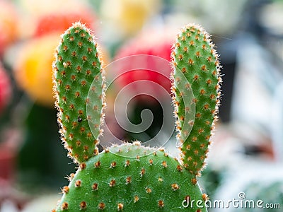Little Cactus in The Garden Stock Photo