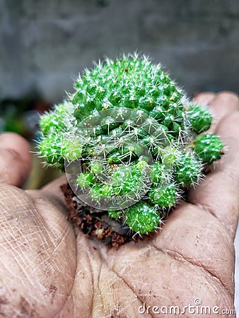 Little cactus green Stock Photo