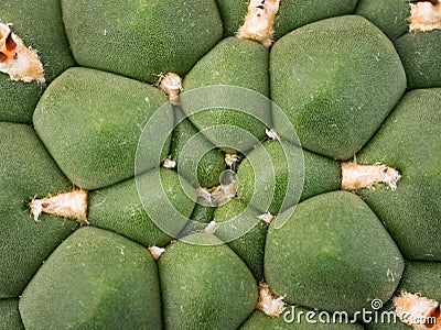 Little cactus Stock Photo