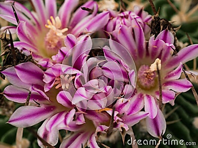 Little cactus Stock Photo