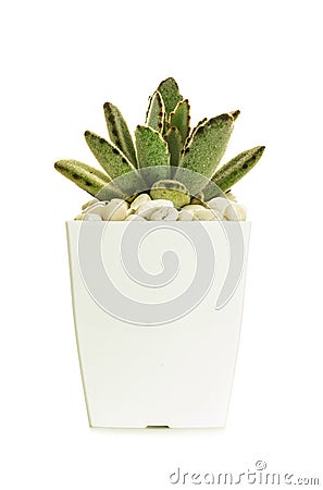 Little cactus Stock Photo