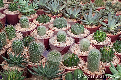 Little cactus planting Stock Photo