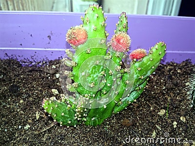 Little cactus with red flowers Stock Photo