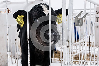 Little calf on a dairy farm. farming. Stock Photo