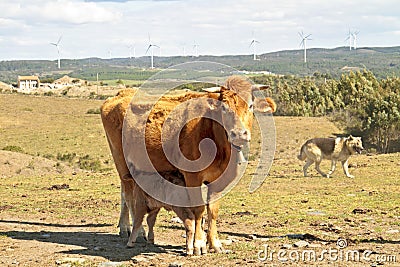 Little calf drinking from his mama cow Stock Photo