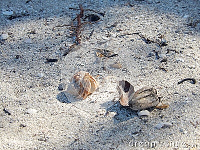 CRAB ON THE BEACH, CAYO IGUANA, CUBA Stock Photo