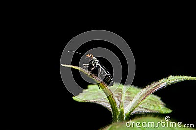 Little capricon insect Stock Photo