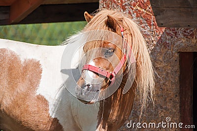 Little caramel pony hiding under animal`s hut under cloudy sky Stock Photo