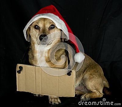 Little cartel dog Stock Photo