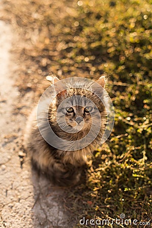 Little cat with green eyes Stock Photo