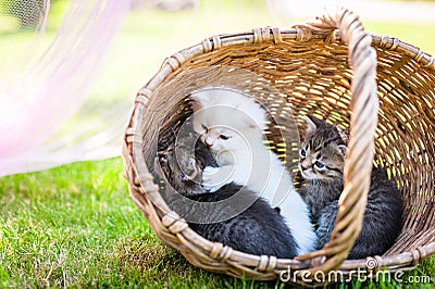 Little cat, outdoor Stock Photo