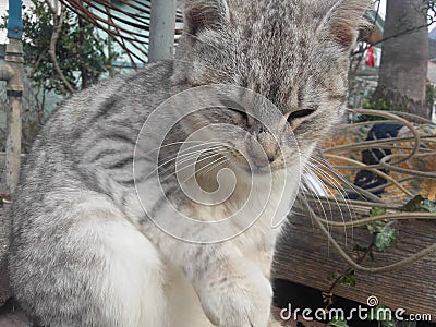 A little cat poses for an animal magazine Stock Photo