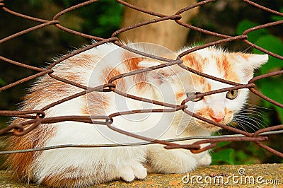 Little cat posing behind bars. Close image of small cat. Oudoor in park Stock Photo