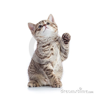 Little cat with raised paw Stock Photo