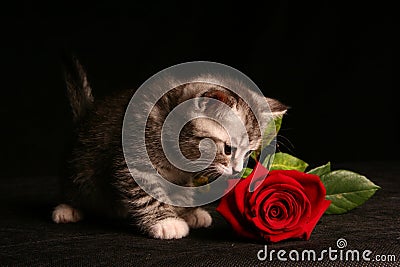 Little Cat  With Red  Rose  Stock Photography Image 9426502