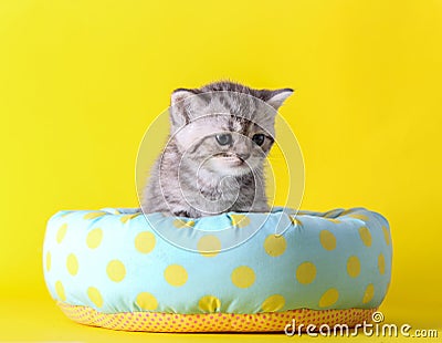 Little cat sit on bed Stock Photo