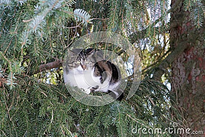 A little cat sits high up in the tree Stock Photo