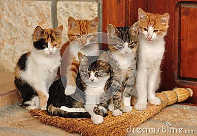Little cats Stock Photo