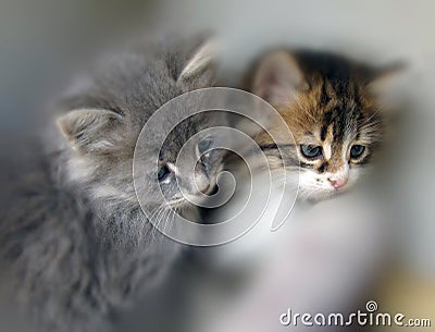 Little cats Stock Photo