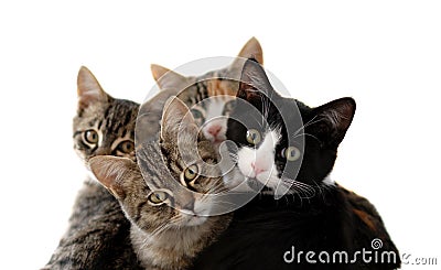 Little cats Stock Photo