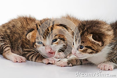 Little cats group Stock Photo