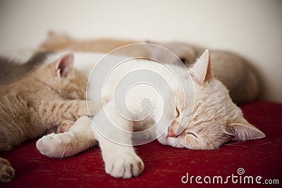 Little cats with mother Stock Photo