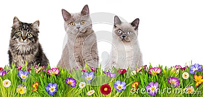 Little cats in a spring flower meadow Stock Photo