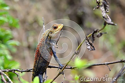 Little chameleon sitting and watching nature Stock Photo