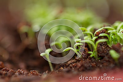 Little chamomile sprouts growing from seeds Stock Photo