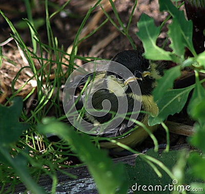 A little chick of a great tit Stock Photo